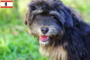 Lees meer over het artikel Cão da Serra de Aires fokkers en puppies in Berlijn