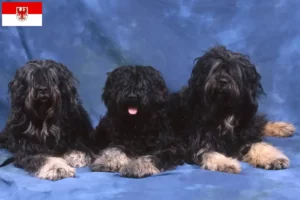 Lees meer over het artikel Cão da Serra de Aires fokkers en puppies in Brandenburg