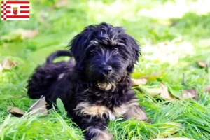 Lees meer over het artikel Cão da Serra de Aires fokkers en puppies in Bremen