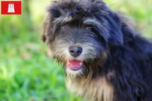 Lees meer over het artikel Cão da Serra de Aires fokkers en puppies in Hamburg