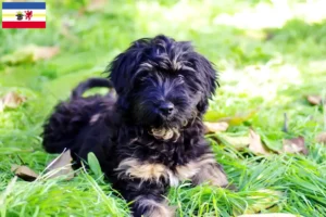 Lees meer over het artikel Cão da Serra de Aires fokkers en pups in Mecklenburg-Vorpommern