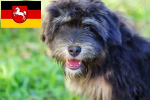 Lees meer over het artikel Cão da Serra de Aires fokkers en puppies in Nedersaksen