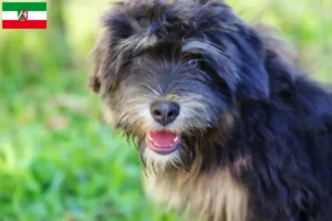 Lees meer over het artikel Cão da Serra de Aires fokkers en pups in Noordrijn-Westfalen