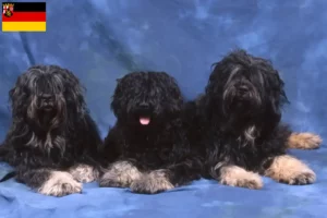 Lees meer over het artikel Cão da Serra de Aires fokkers en pups in Rijnland-Palts