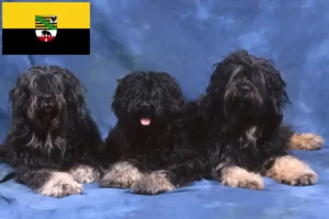 Lees meer over het artikel Cão da Serra de Aires fokkers en puppies in Saksen-Anhalt