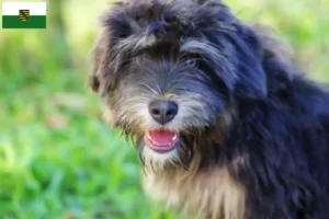 Lees meer over het artikel Cão da Serra de Aires fokkers en puppies in Saksen