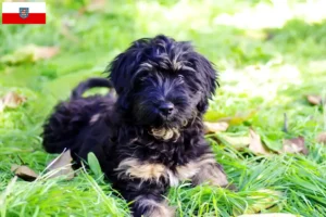 Lees meer over het artikel Cão da Serra de Aires fokkers en pups in Thüringen