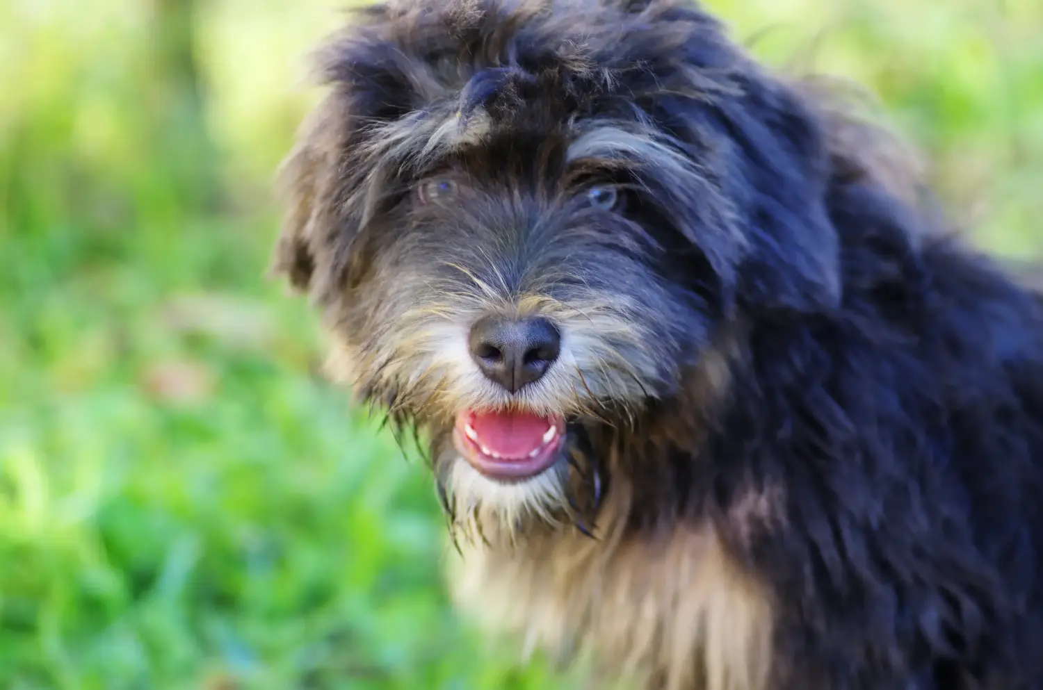 Een Cão da Serra de Aires puppy kopen betekent verantwoordelijkheid nemen! Koop Cão da Serra de Aires puppy's.