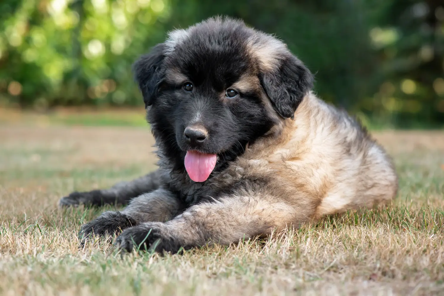 Een Cão da Serra de Aires puppy kopen betekent verantwoordelijkheid nemen! Koop Cão da Serra de Aires puppy's.
