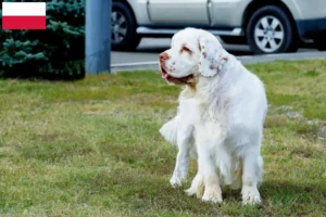 Lees meer over het artikel Clumber Spaniel fokkers en pups in Polen