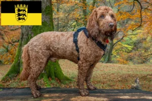 Lees meer over het artikel Cockapoo fokkers en pups in Baden-Württemberg
