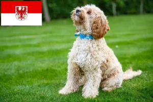 Lees meer over het artikel Cockapoo fokkers en pups in Brandenburg