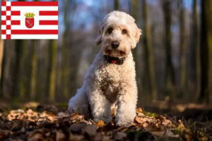 Lees meer over het artikel Cockapoo fokkers en pups in Bremen