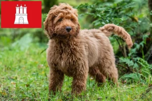 Lees meer over het artikel Cockapoo fokkers en pups in Hamburg