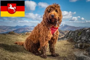 Lees meer over het artikel Cockapoo fokkers en pups in Nedersaksen