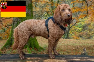 Lees meer over het artikel Cockapoo fokkers en pups in Rijnland-Palts