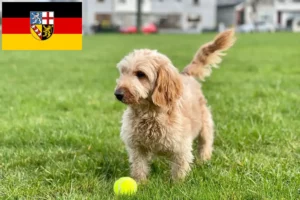 Lees meer over het artikel Cockapoo fokkers en pups in Saarland