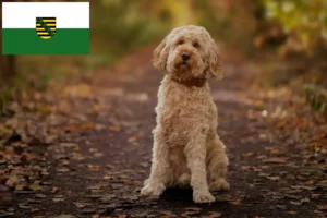 Lees meer over het artikel Cockapoo fokkers en pups in Saksen