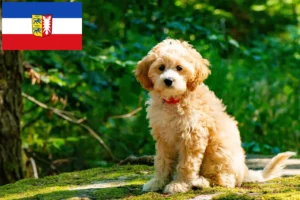 Lees meer over het artikel Cockapoo fokkers en pups in Sleeswijk-Holstein