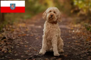 Lees meer over het artikel Cockapoo fokkers en pups in Thüringen