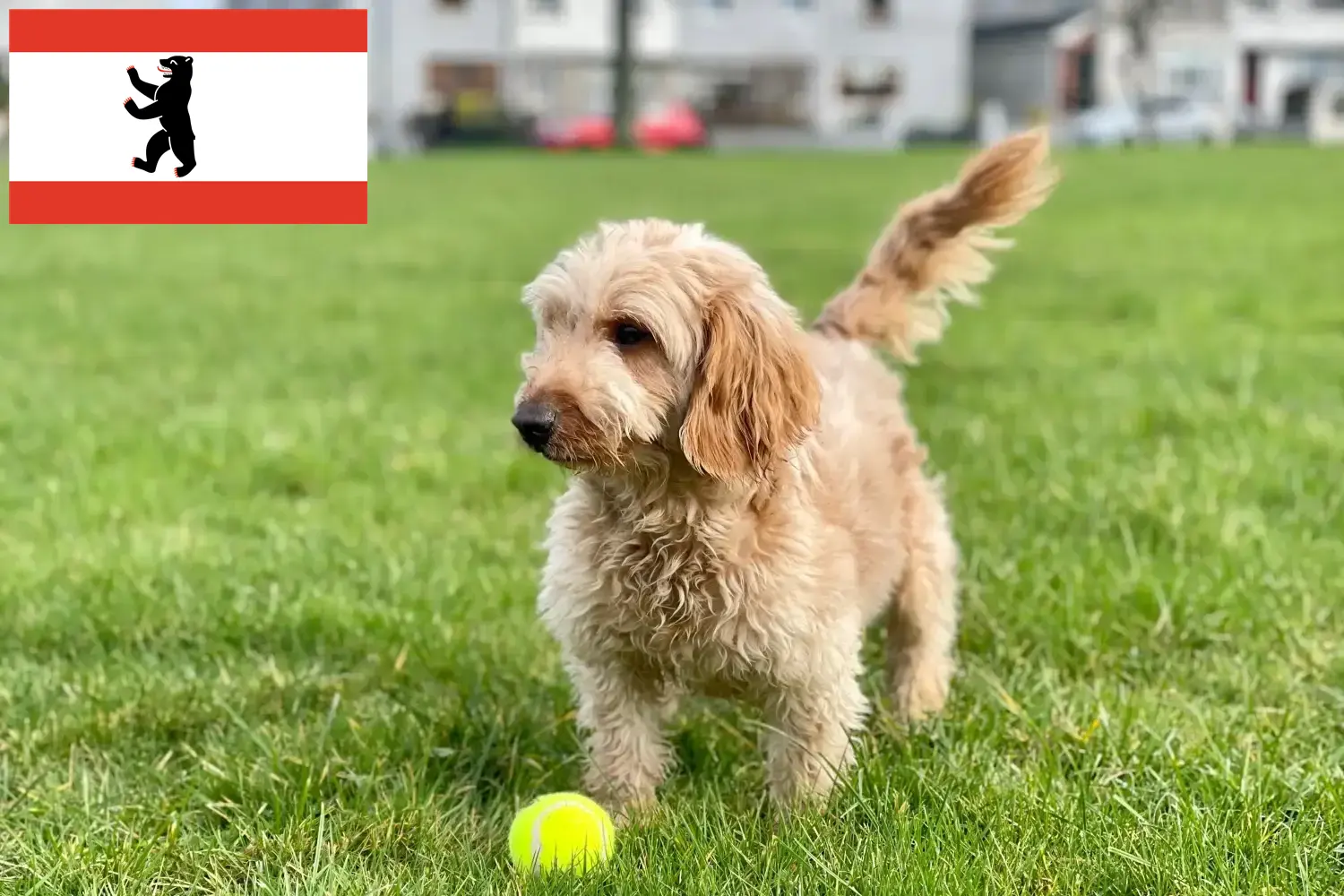 Lees meer over het artikel Cockapoo fokkers en pups in Berlijn