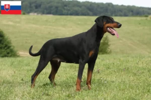 Lees meer over het artikel Dobermann fokkers en puppies in Slowakije