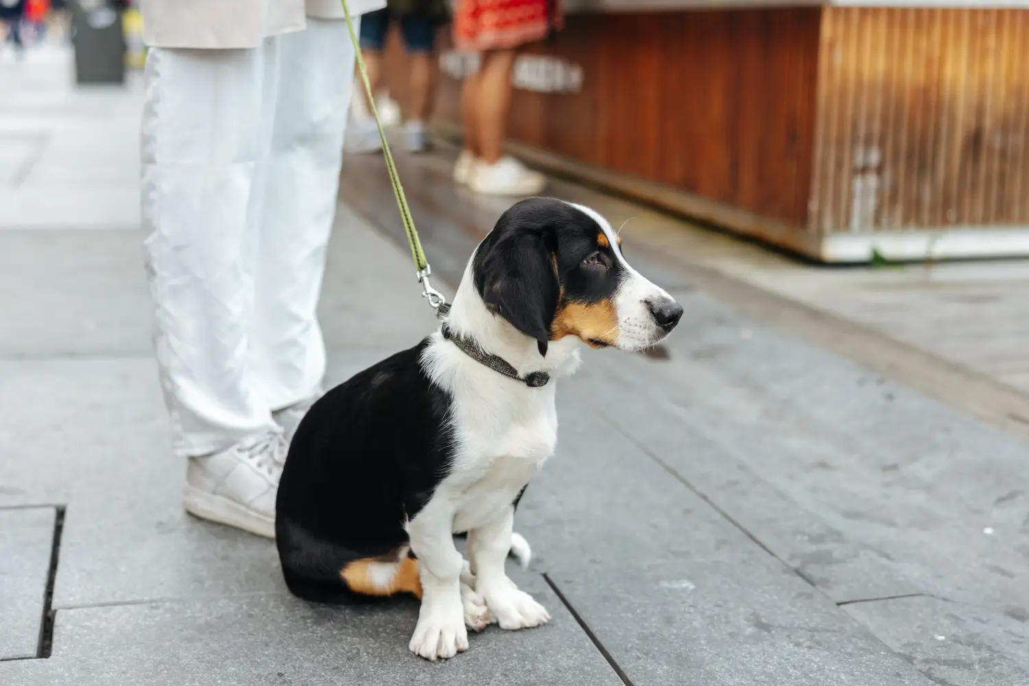 Een Drever puppy kopen betekent verantwoordelijkheid nemen! Drever puppy's kopen.
