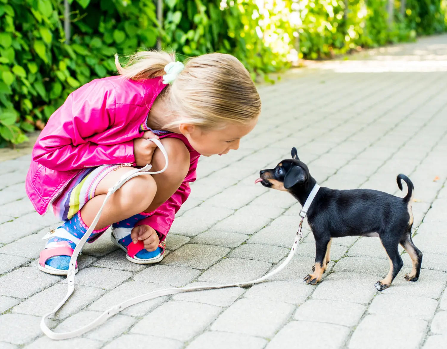 Een Engelse Toy Terrier puppy kopen betekent verantwoordelijkheid nemen! Engelse Toy Terrier puppy kopen.