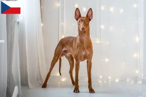 Lees meer over het artikel Fokkers en puppies van farao honden in Tsjechië