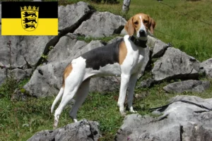 Lees meer over het artikel Franse windhond fokkers en pups in Baden-Württemberg