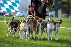 Lees meer over het artikel Franse windhond fokkers en puppies in Beieren