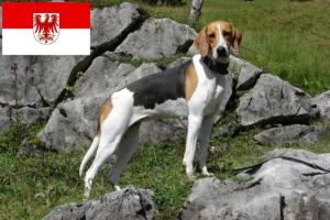 Lees meer over het artikel Franse windhond fokkers en puppies in Brandenburg