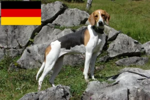 Lees meer over het artikel Franse windhond fokkers en puppies in Duitsland