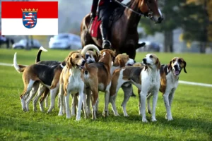 Lees meer over het artikel Franse windhond fokkers en pups in Hessen