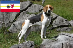 Lees meer over het artikel Franse windhond fokkers en pups in Mecklenburg-Vorpommern