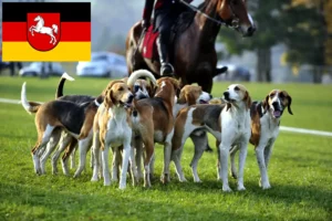 Lees meer over het artikel Franse windhond fokkers en pups in Nedersaksen