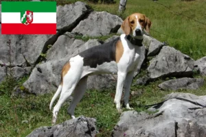 Lees meer over het artikel Franse windhond fokkers en pups in Noordrijn-Westfalen