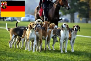 Lees meer over het artikel Franse windhond fokkers en pups in Rijnland-Palts