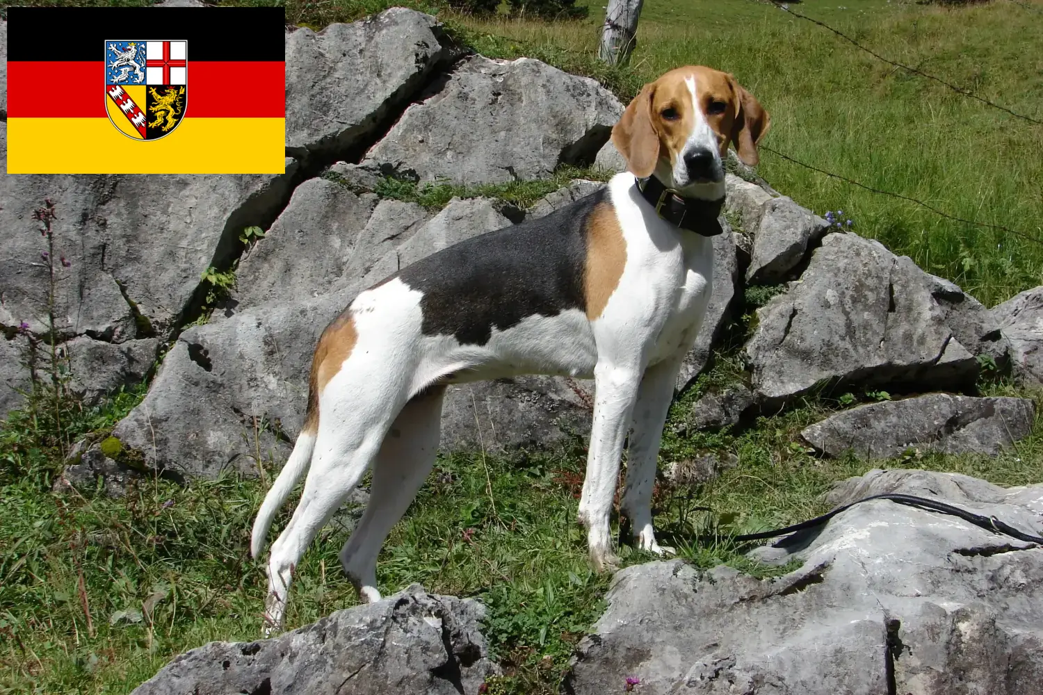 Franse windhond pups en fokkers Saarland Hier vind je fokkers van Franse Windhonden im Saarland.