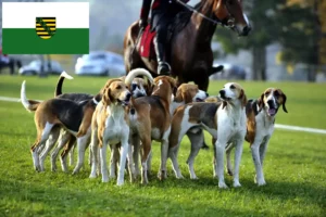 Lees meer over het artikel Franse windhond fokkers en pups in Saksen