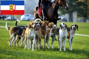 Lees meer over het artikel Franse windhond fokkers en pups in Sleeswijk-Holstein