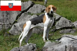 Lees meer over het artikel Franse windhond fokkers en pups in Thüringen