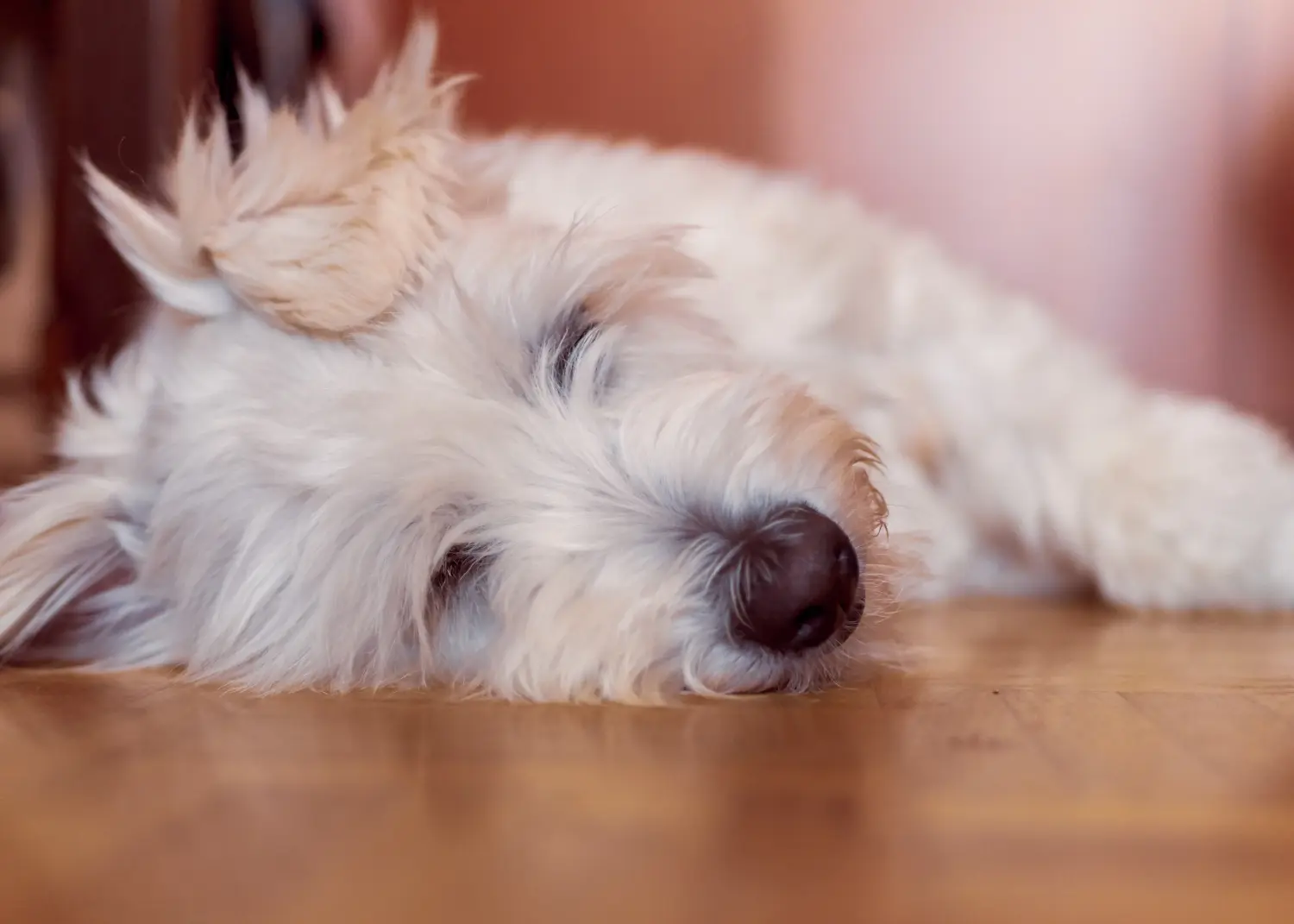Een Gos d'Atura Catalá puppy kopen betekent verantwoordelijkheid nemen! Gos d'Atura Catalá puppy's kopen.