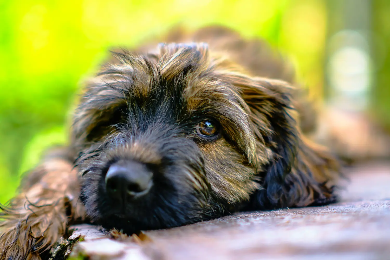 Een Gos d'Atura Catalá puppy kopen betekent verantwoordelijkheid nemen! Gos d'Atura Catalá puppy's kopen.