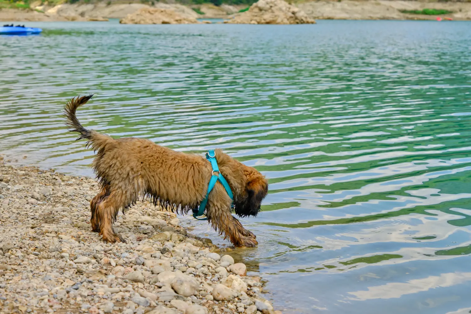 Een Gos d'Atura Catalá puppy kopen betekent verantwoordelijkheid nemen! Gos d'Atura Catalá puppy's kopen.