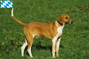 Lees meer over het artikel Grand Anglo-Français fokkers en puppies in Beieren