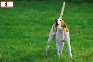 Lees meer over het artikel Grand Anglo-Français fokkers en puppies in Berlijn