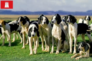 Lees meer over het artikel Grand Anglo-Français fokkers en pups in Hamburg