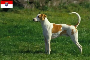 Lees meer over het artikel Grand Anglo-Français fokkers en pups in Hessen