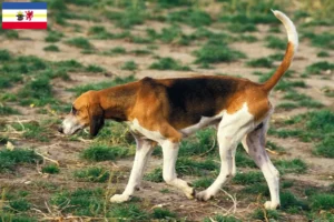 Lees meer over het artikel Grand Anglo-Français fokkers en pups in Mecklenburg-Vorpommern